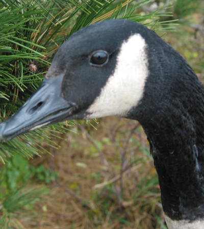 Canadian Goose at 

Scarborough Bluffs
