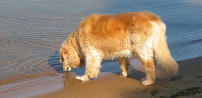 Farah, the fluffy and 

sometimes smelly, but very good do
