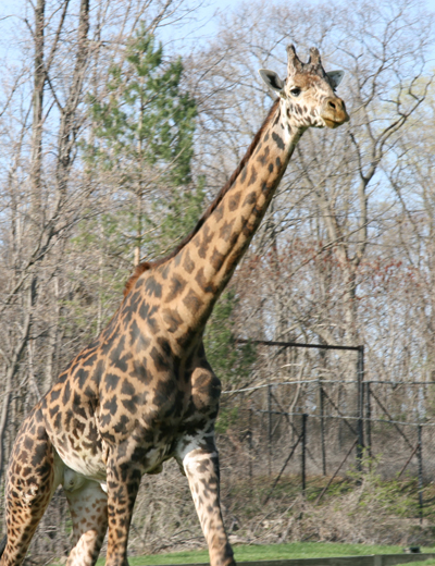 Giraffe