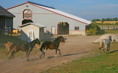 Horses Running
