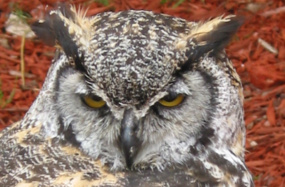 Great Horned Owl
