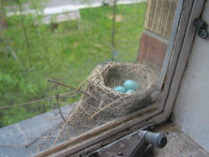 Robin Nest