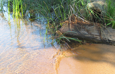 Another shore study 

image