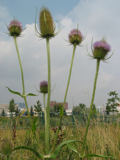 Giant thistles!