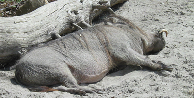 When I was a young warthog